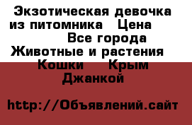 Экзотическая девочка из питомника › Цена ­ 25 000 - Все города Животные и растения » Кошки   . Крым,Джанкой